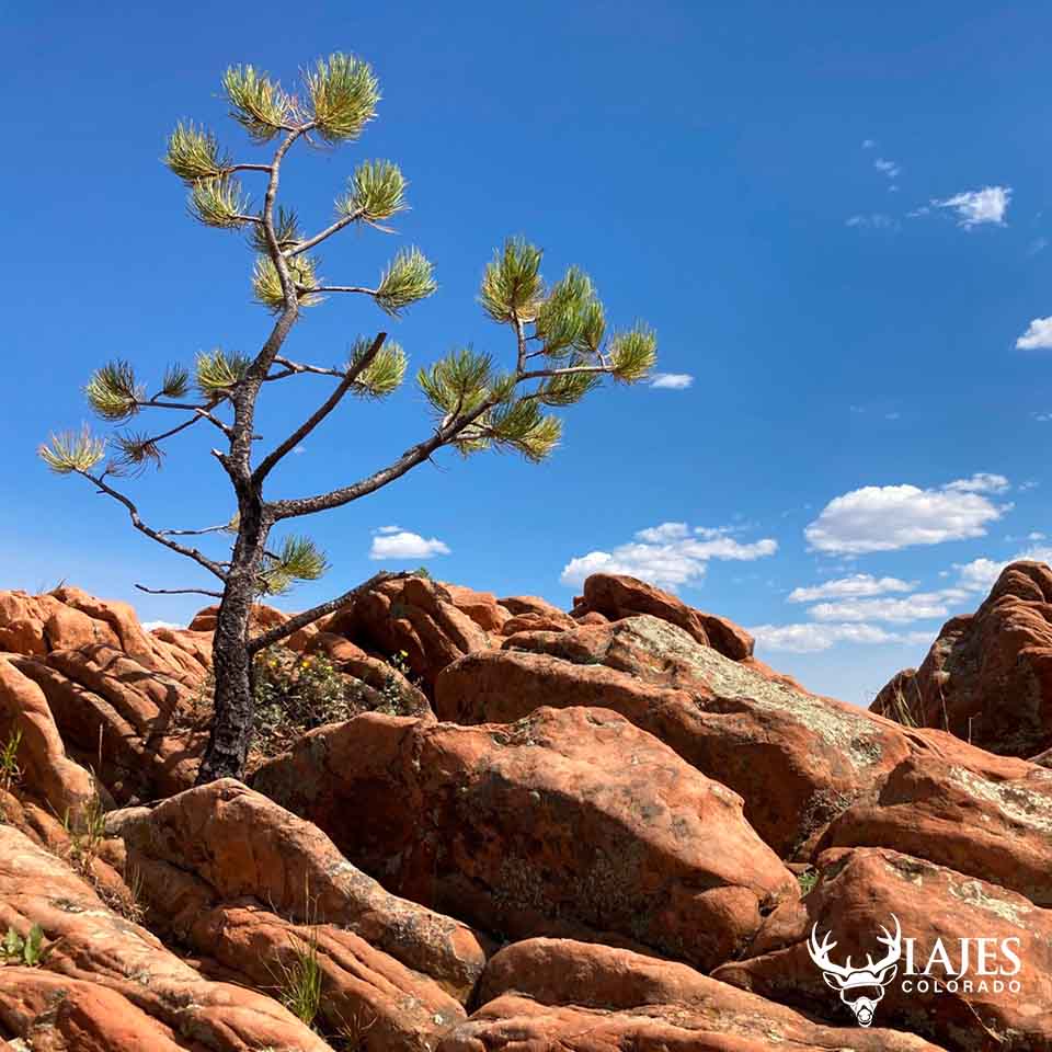 Garden of the gods - Colorado - Viajes Colorado